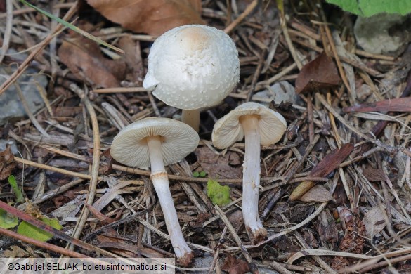 Lepiota cristata