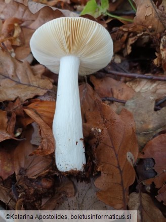 Russula veternosa