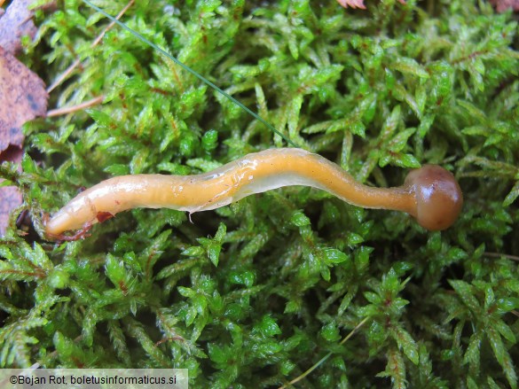 Leotia lubrica