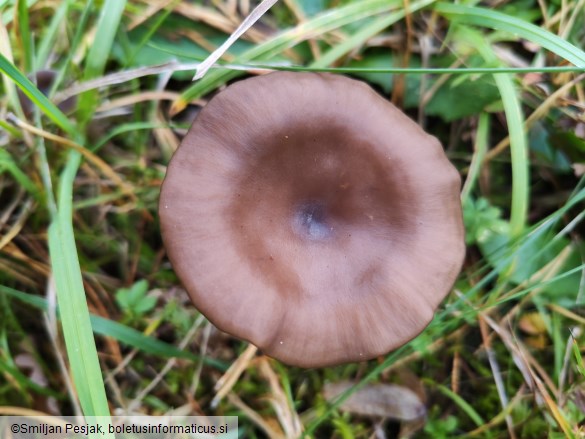 Pseudoclitocybe expallens