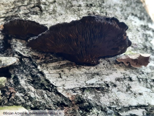 Daedaleopsis tricolor