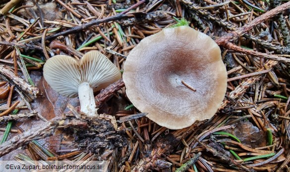Rhizocybe pruinosa