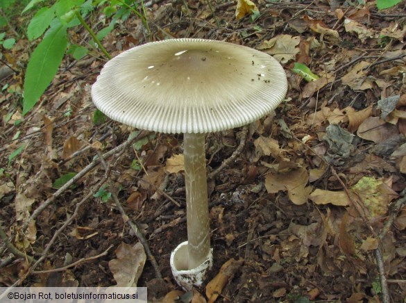Amanita battarrae