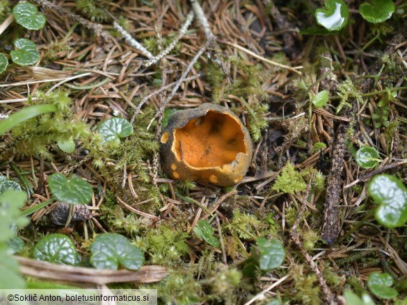 Caloscypha fulgens