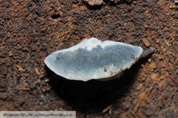 Cyanosporus caesius