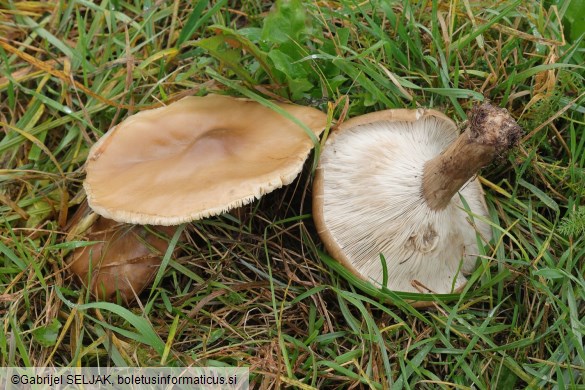 Melanoleuca grammopodia