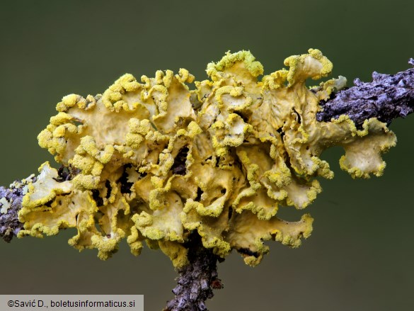 Vulpicida pinastri