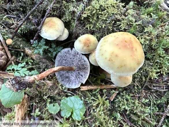 Hypholoma capnoides