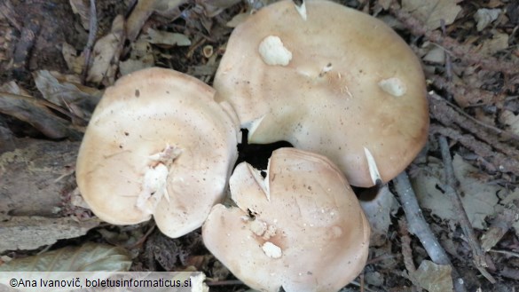 Gymnopus hariolorum