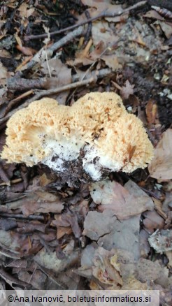 Ramaria flava