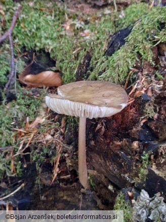 Hymenopellis radicata