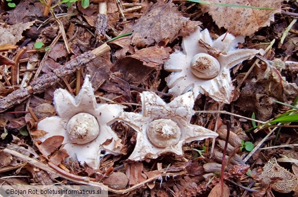 Geastrum elegans