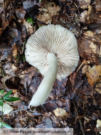 Entoloma rhodopolium