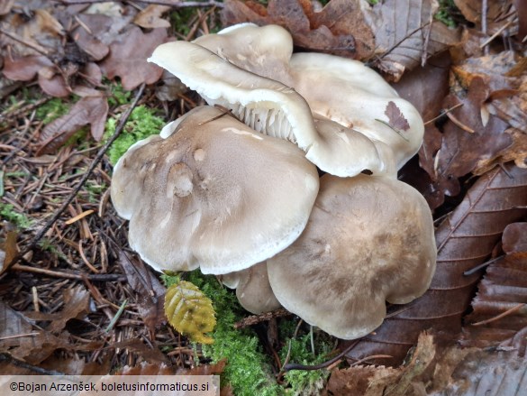 Tricholoma saponaceum