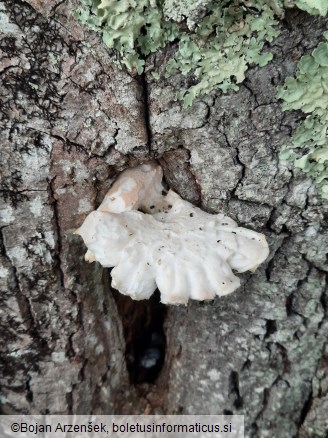 Pleurotus dryinus