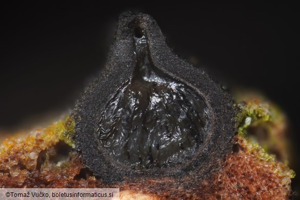 Navicella pileata