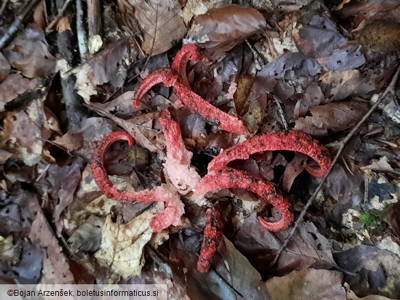 Clathrus archeri