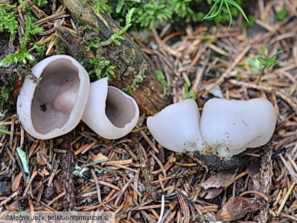 Pachyella celtica