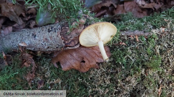 Tricholomopsis ornata