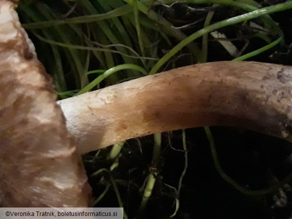 Tricholoma vaccinum