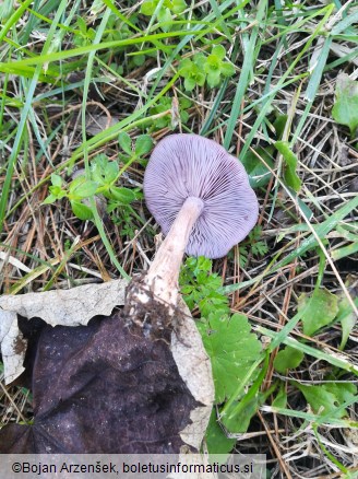 Collybia sordida