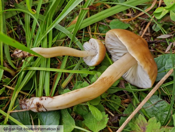 Hygrocybe ingrata