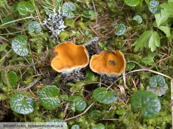 Caloscypha fulgens