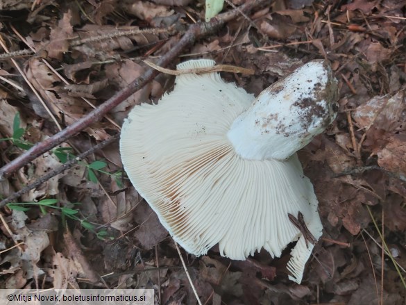 Russula delica