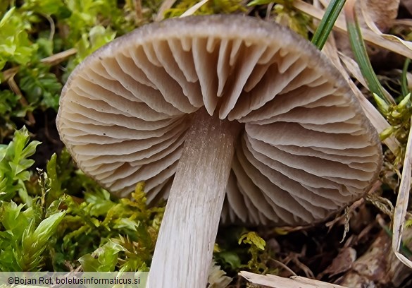 Entoloma plebeioides