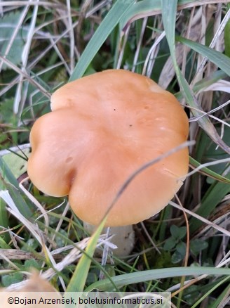 Cuphophyllus pratensis
