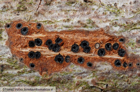 Massaria ulmi