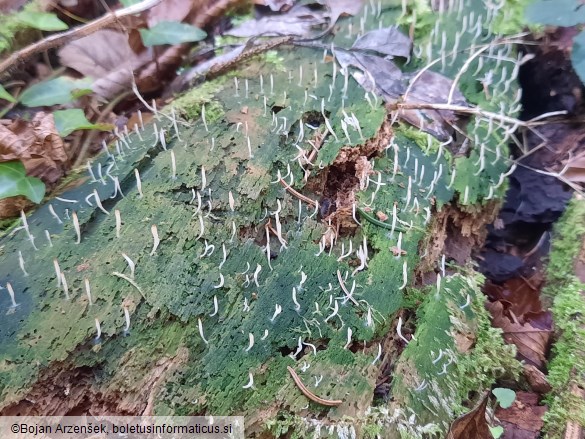 Multiclavula mucida