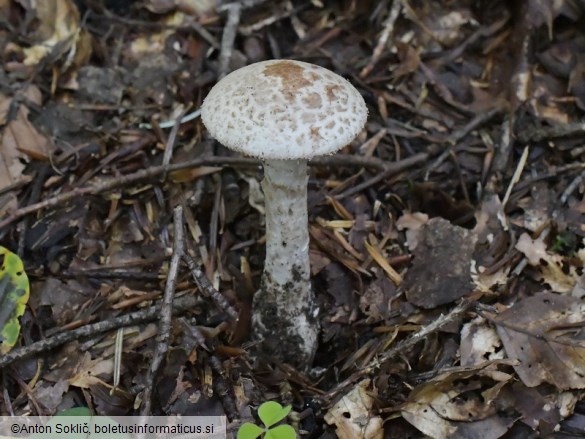 Amanita lepiotoides