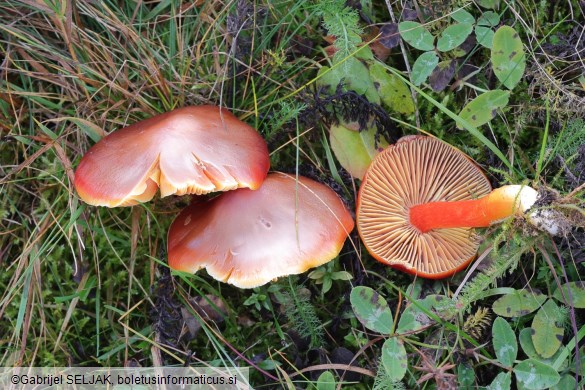 Hygrocybe punicea