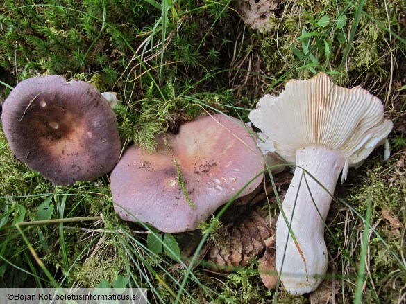 Russula ionochlora