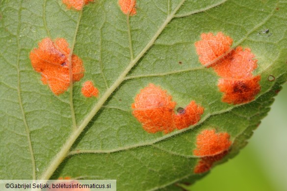 Polystigma rubrum