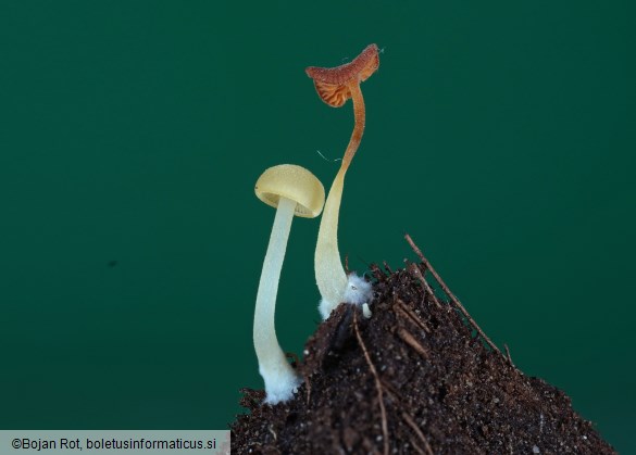 Lactocollybia epia
