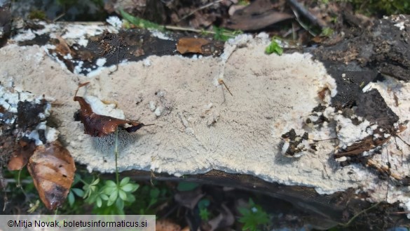Phlebia rufa