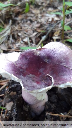 Russula amoena