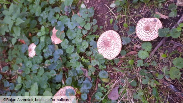 Echinoderma asperum