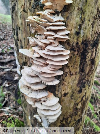 Trametes pubescens