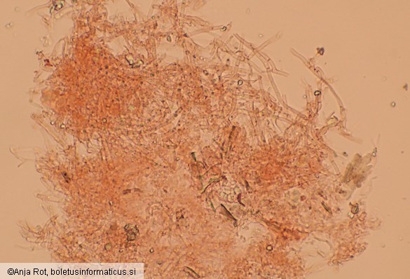 Gloeoporus taxicola