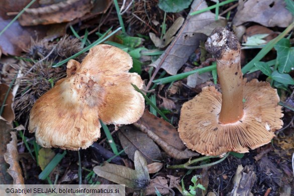 Inocybe fraudans