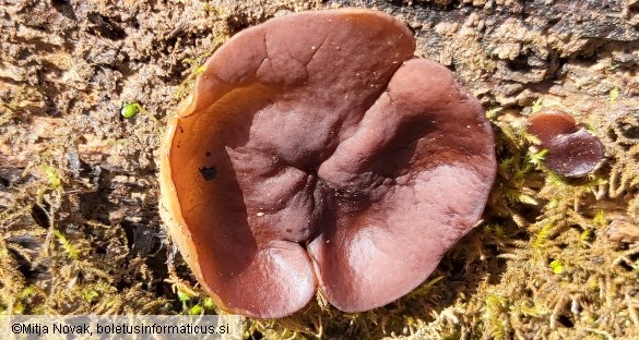 Pachyella aquatilis