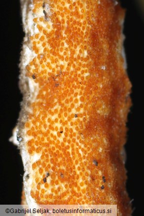 Epichloë typhina
