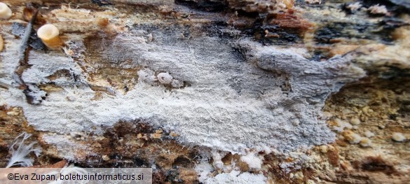 Sistotrema brinkmannii