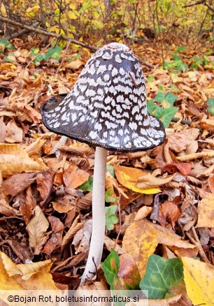 Coprinopsis picacea