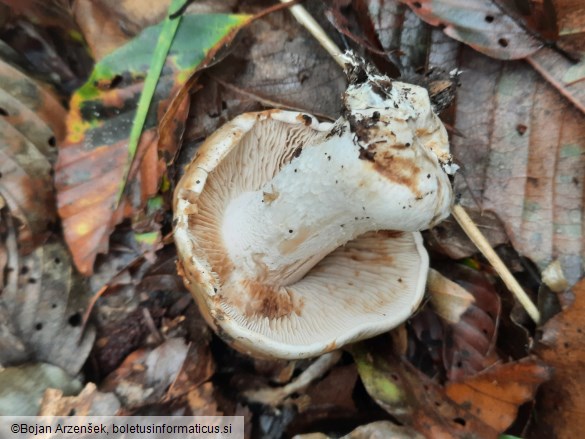 Hebeloma sinapizans
