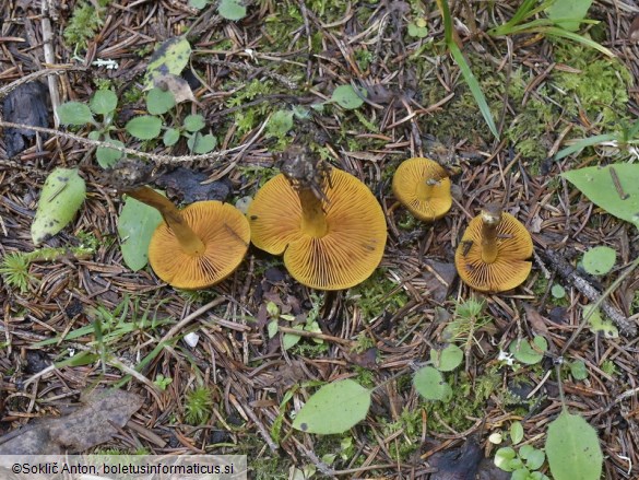 Cortinarius croceus