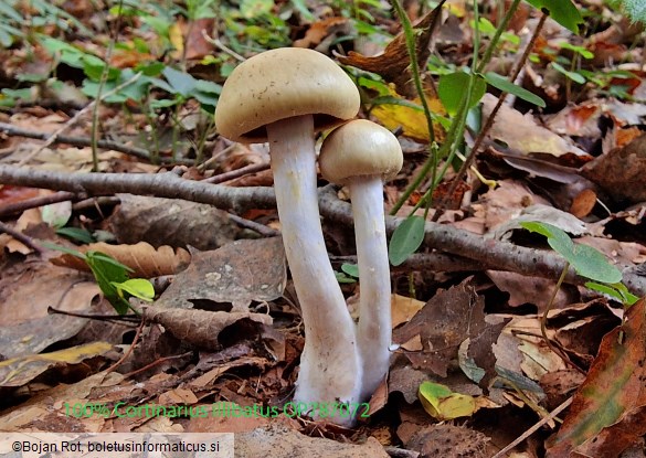 Cortinarius illibatus